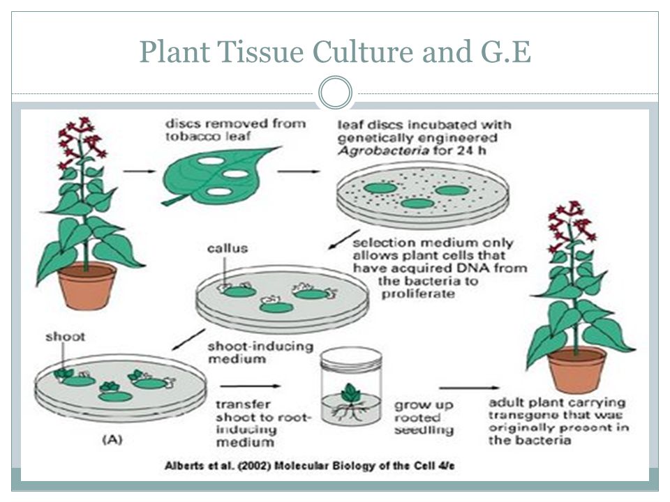 What is definition of ex-plant in plant tissue culture?